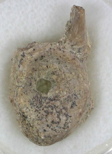 Archeria Vertebrae - Permian Eal-like Amphibian #33578